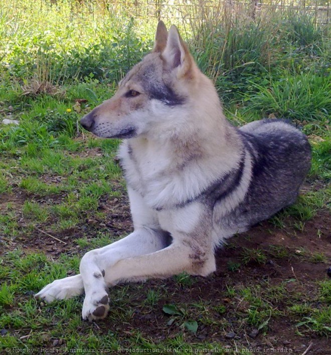 Photo de Chien loup tchcoslovaque