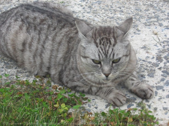 Photo de Chat domestique