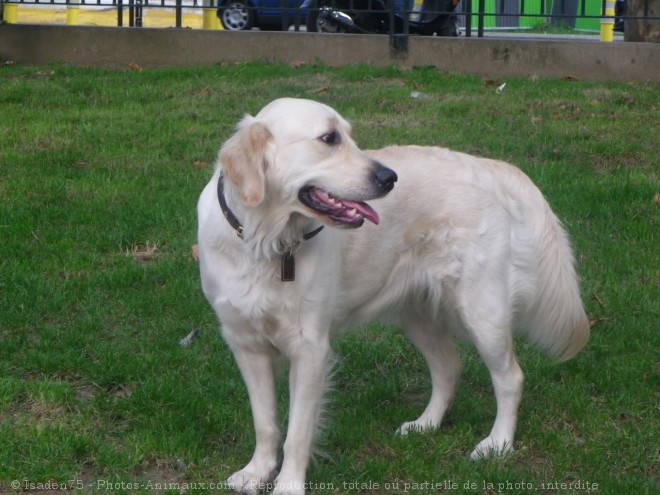 Photo de Golden retriever