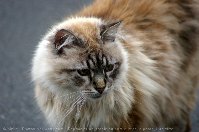 Photo de Chat domestique