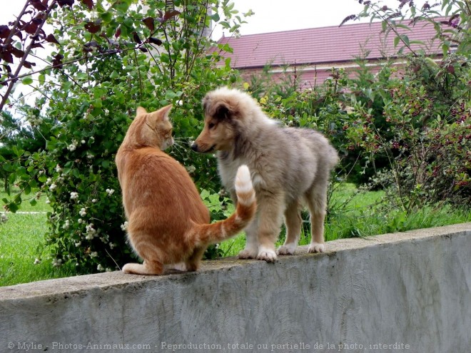 Photo de Colley  poil long