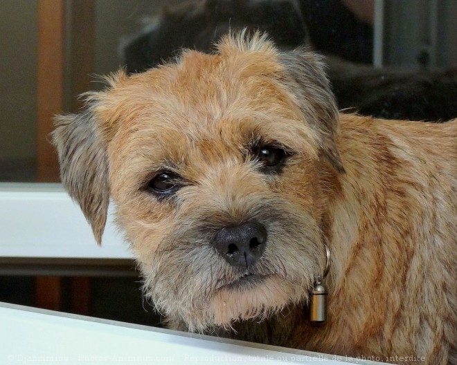 Photo de Border terrier