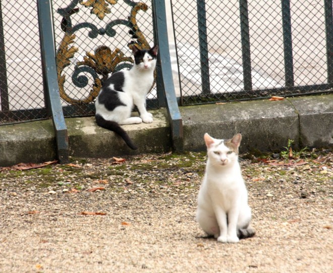 Photo de Chat domestique