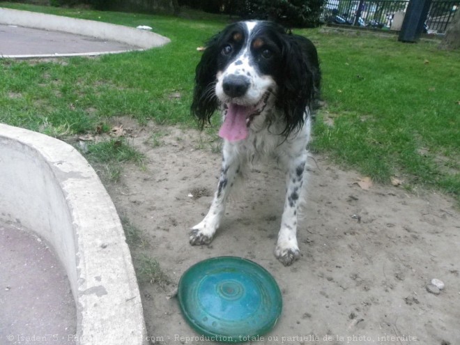 Photo d'English springer spaniel