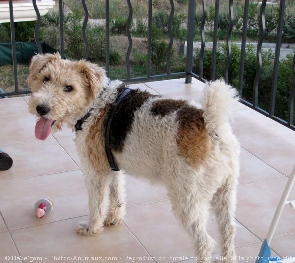 Photo de Fox terrier  poil dur