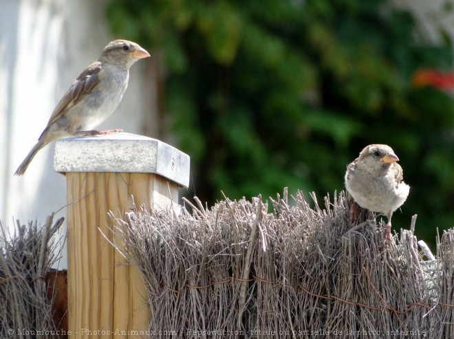 Photo de Moineau