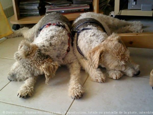 Photo de Fox terrier  poil dur