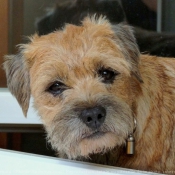 Photo de Border terrier