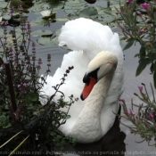 Photo de Cygne