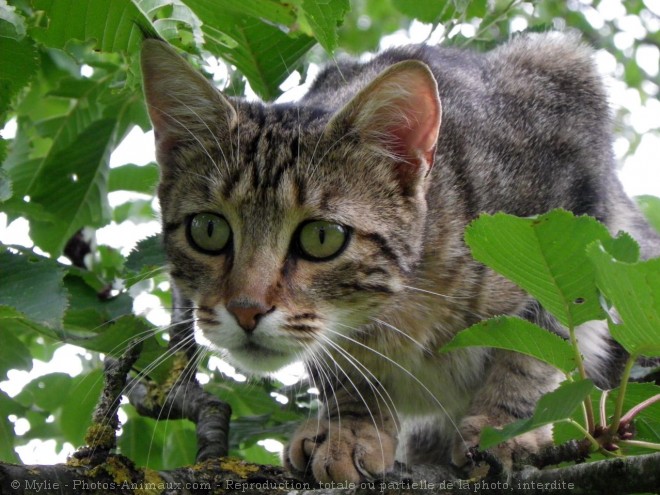 Photo de Chat domestique