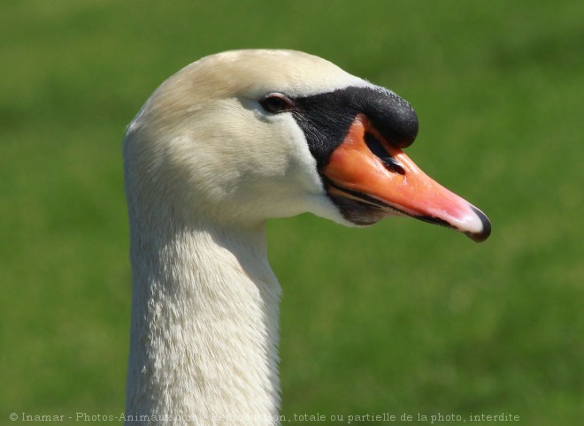 Photo de Cygne