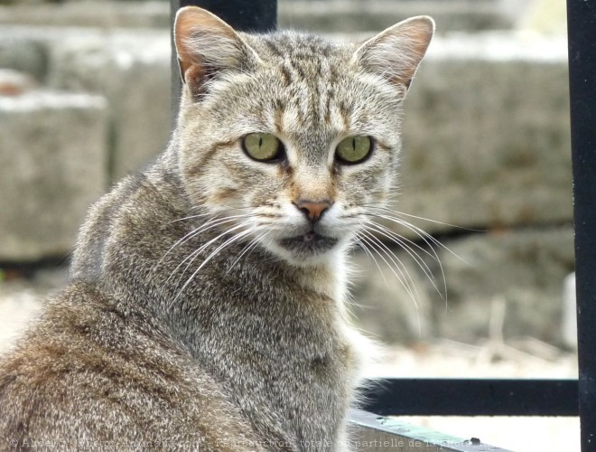 Photo de Chat domestique