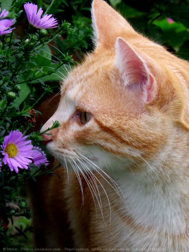 Photo de Chat domestique