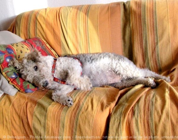 Photo de Fox terrier  poil dur