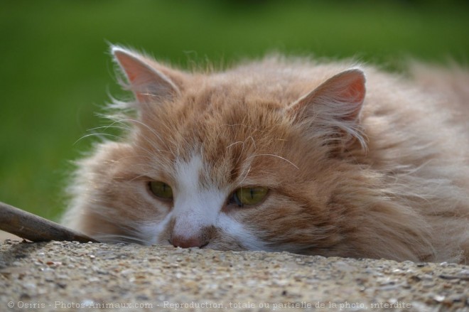 Photo de Chat domestique