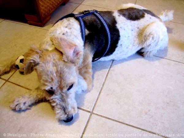 Photo de Fox terrier  poil dur