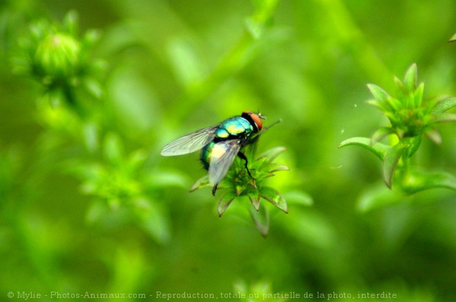 Photo de Mouche