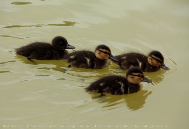 Photo de Canard colvert