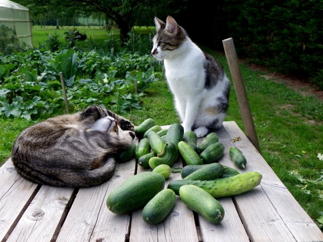 Photo de Chat domestique