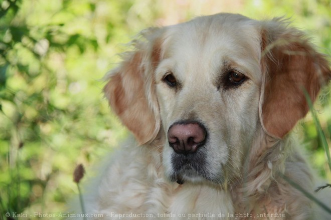 Photo de Golden retriever