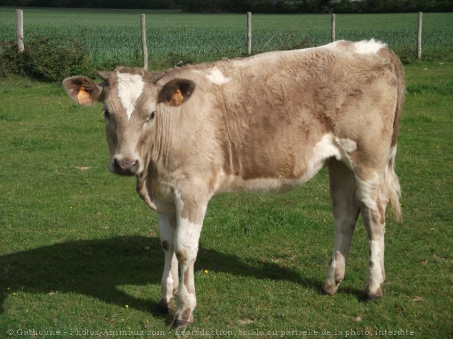 Photo de Vache