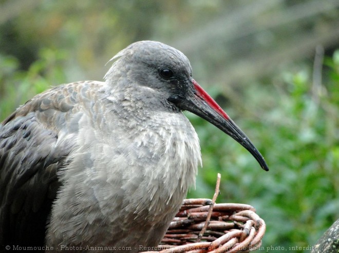 Photo d'Ibis