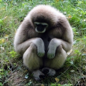 Photo de Singe - gibbon