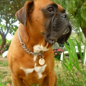 Photo de Boxer