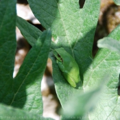 Photo de Grenouille - rainette verte