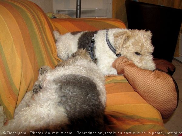 Photo de Fox terrier  poil dur