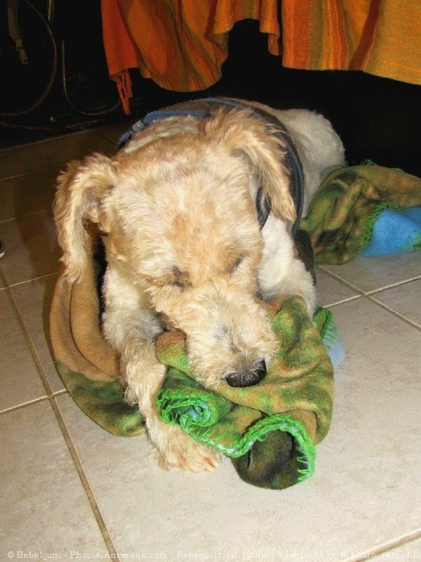 Photo de Fox terrier  poil dur