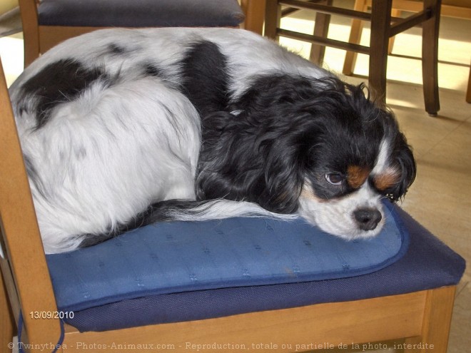 Photo de Cavalier king charles spaniel