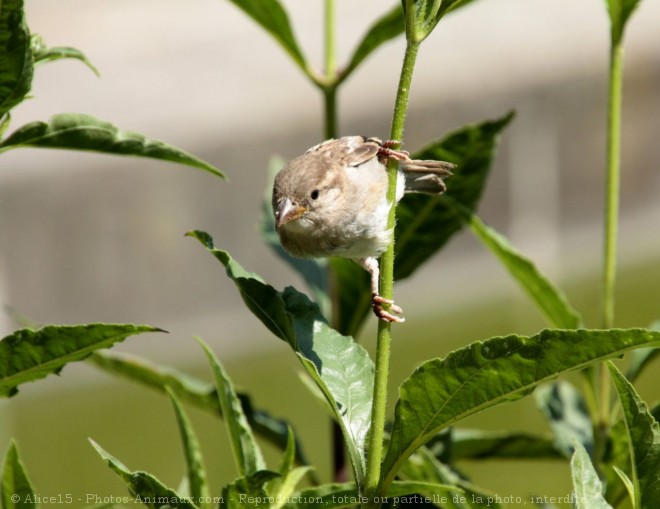 Photo de Moineau