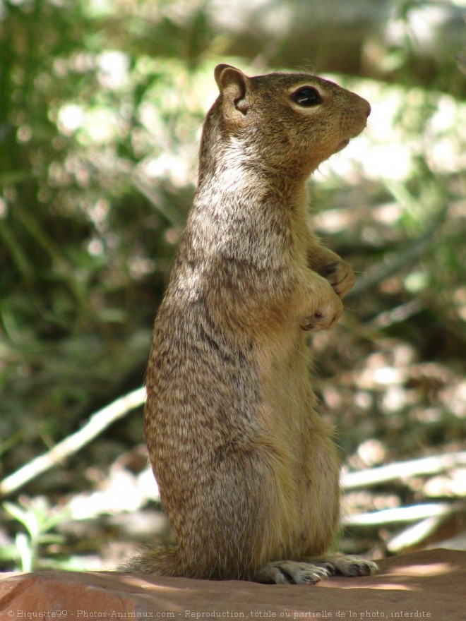 Photo d'Ecureuil