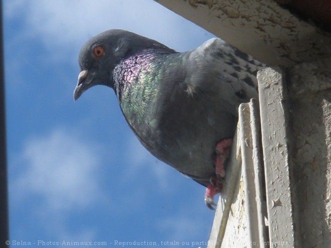 Photo de Pigeon