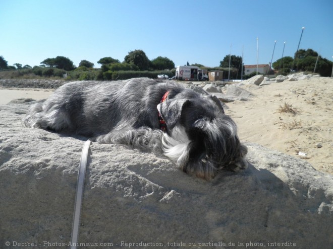 Photo de Schnauzer nain