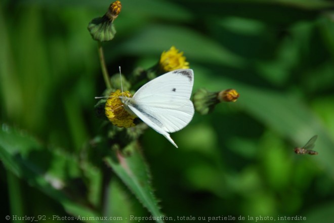 Photo de Papillon