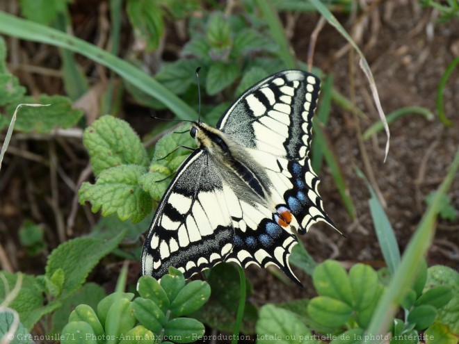 Photo de Papillon