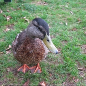 Photo de Canard