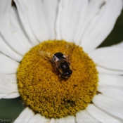 Photo d'Abeille