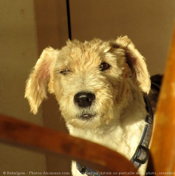 Photo de Fox terrier  poil dur