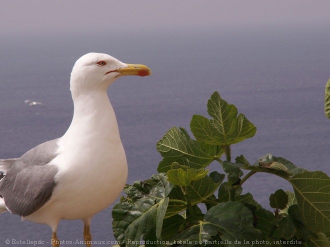 Photo de Goeland