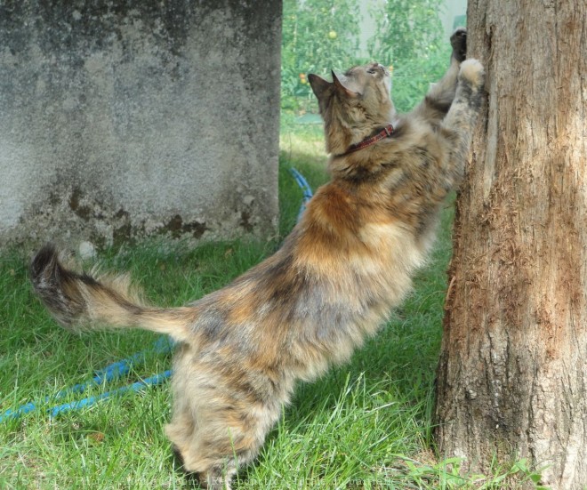 Photo de Chat domestique