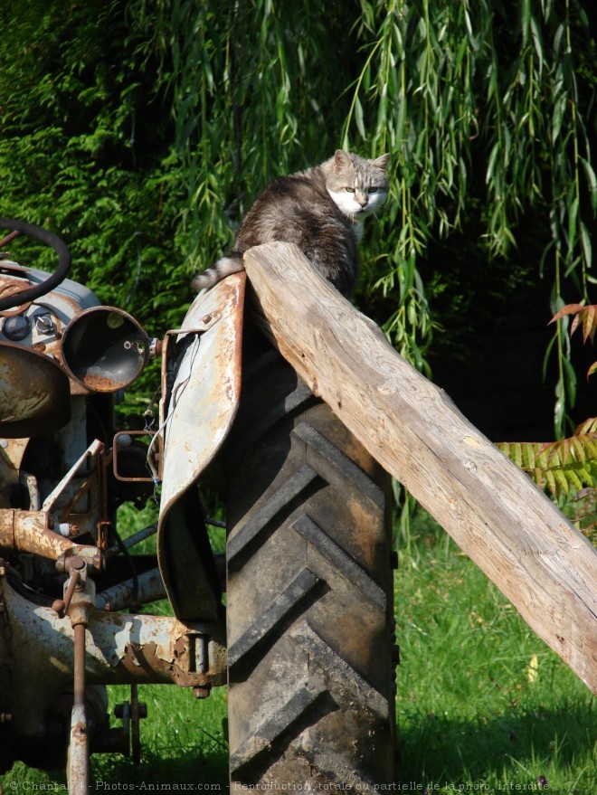 Photo de Chat domestique