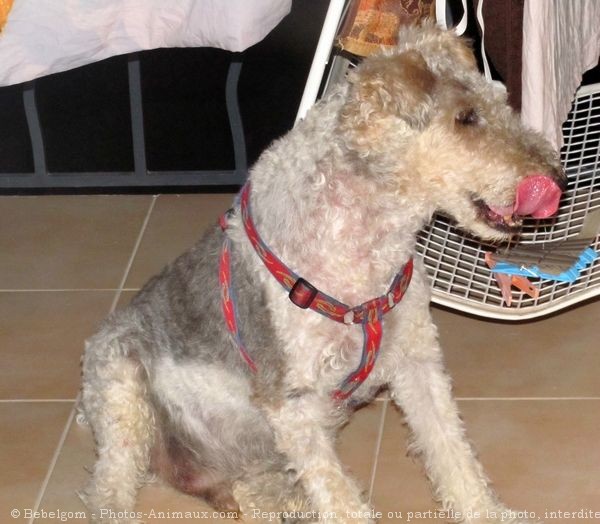 Photo de Fox terrier  poil dur