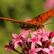 Photo de Papillon