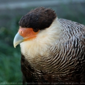 Photo de Caracara