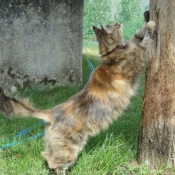 Photo de Chat domestique