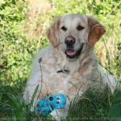 Photo de Golden retriever