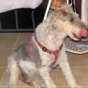 Photo de Fox terrier  poil dur